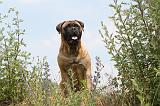 BULLMASTIFF 285